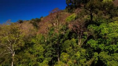 bitkiler taşlı tepenin yamacında