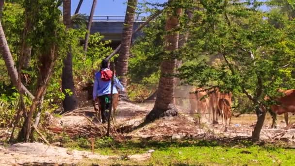 Cowboy pastores touros e vacas — Vídeo de Stock