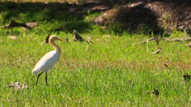 Promenades d'oiseaux sur l'herbe verte — Video