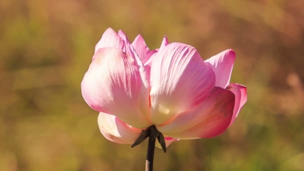 Flor de lótus rosa — Vídeo de Stock