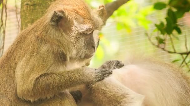 Affe sitzt und sucht Schädlinge — Stockvideo