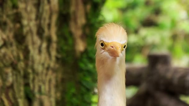 Koereiger draait hoofd — Stockvideo