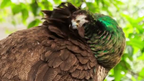 Peacock reinigt feather — Stockvideo