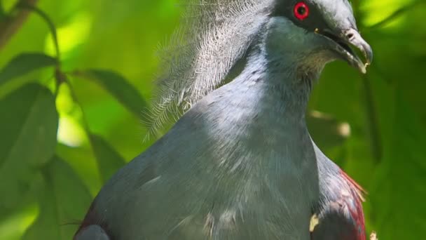 tête de colombe aux yeux rouges 