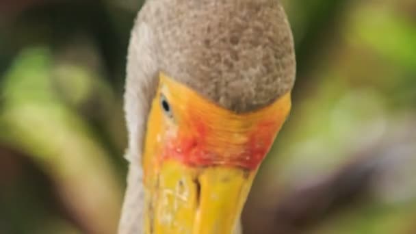 Sandhill Crane with beak — Stock Video