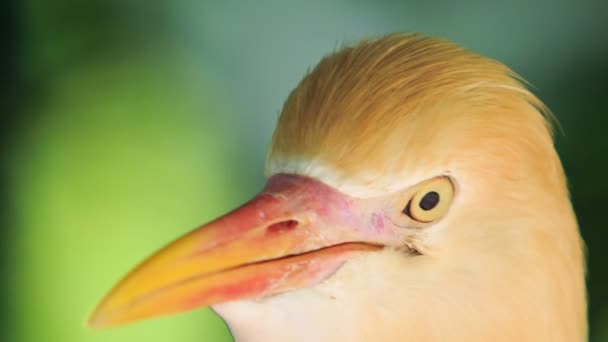 Liten orange egret — Stockvideo