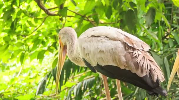 Grúas areniscas entre palmeras — Vídeo de stock