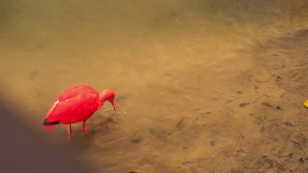 Escarlate de cores vivas ibis — Vídeo de Stock