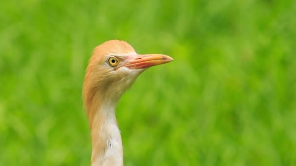 Liten orange egret — Stockvideo