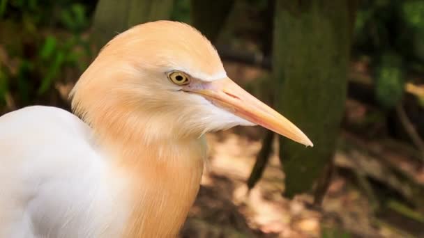 Garza blanca de ganado — Vídeos de Stock