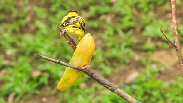 Pequeño pájaro amarillo — Vídeos de Stock