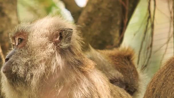 Macacos no galho da árvore — Vídeo de Stock