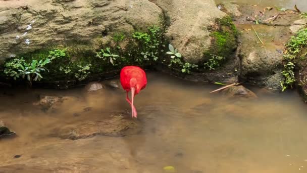 Escarlate de cores vivas ibis — Vídeo de Stock