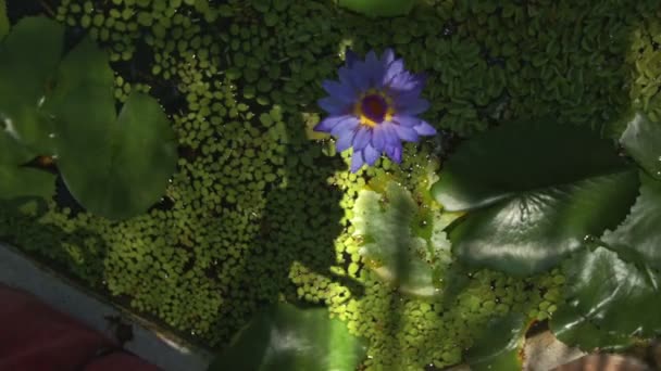 Violet Lotus Indoor Pond — Stock Video