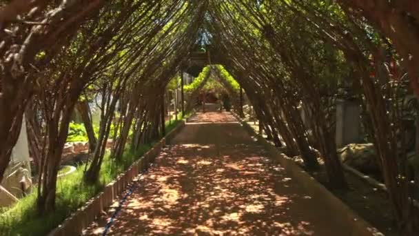 装飾的な木のトンネル — ストック動画