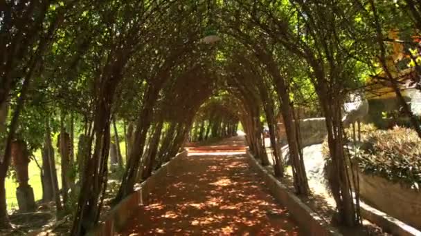 Tunnel decorativo dell'albero — Video Stock