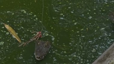 Timsahlar Balık tutma-çubuk et yakalamak