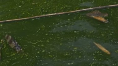 Timsahlar Balık tutma-çubuk et yakalamak