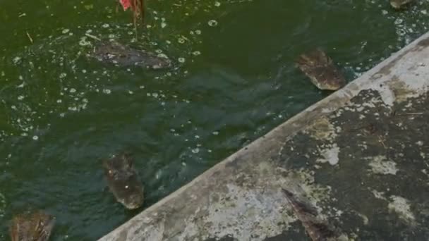 Crocodilos capturam carne da cana de pesca — Vídeo de Stock
