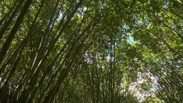 Camera beweegt door tunnel van bomen — Stockvideo