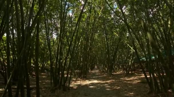 Sol brillante en el bosque tropical de bambú — Vídeo de stock