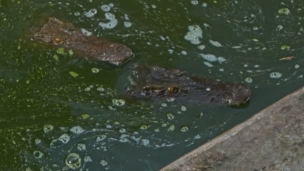 Крокодилы ловят мясо из удочки. — стоковое видео