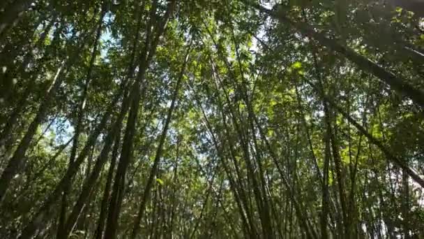 Sol brillante en el bosque tropical de bambú — Vídeo de stock