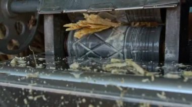 adam el şeker kamışı kök çizer 