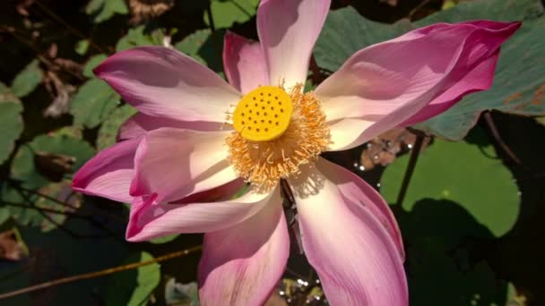 Rosa blomma lotus — Stockvideo