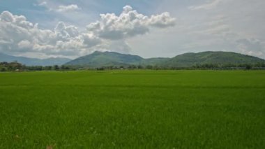 sınırsız pirinç tarlaları 