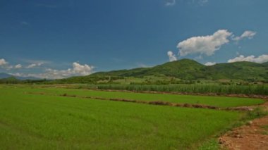 sınırsız pirinç tarlaları 