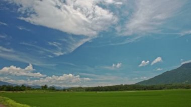 sınırsız yeşil pirinç tarlaları 