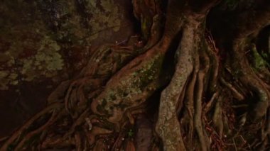 arge kahverengi benekli taşlar ön plan hakkında