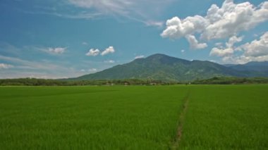 Yeşil pirinç tarlaları 