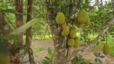  jackfruits ağaç dalları üzerinde 