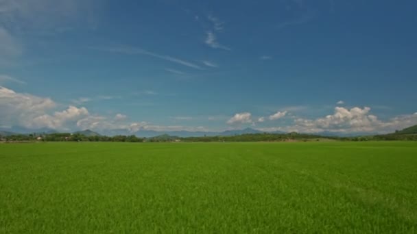 Campos de arroz ilimitados — Vídeos de Stock