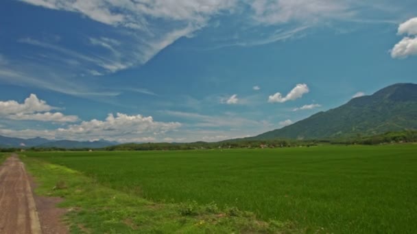 Campos de arroz verde — Vídeo de Stock