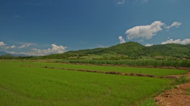 Campos de arroz ilimitados — Vídeo de stock
