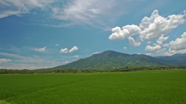 Campos de arroz verde — Vídeo de Stock