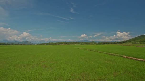 Campos de arroz ilimitados — Vídeo de Stock