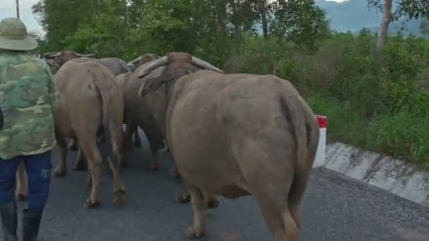 Shepherd drives herd of buffaloes — Stock Video
