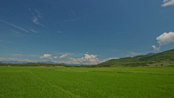 Campos de arroz ilimitados — Vídeos de Stock