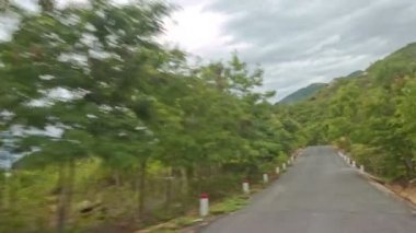tropikal ağaçlar arasındaki asfalt yol 