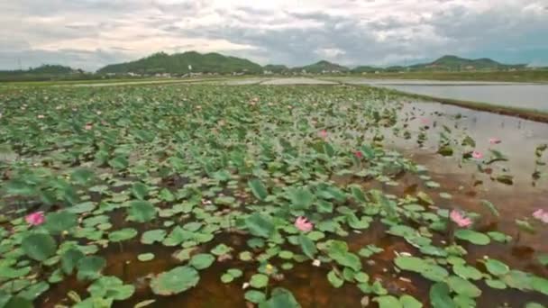 Lake området Rosa lotusblommor — Stockvideo