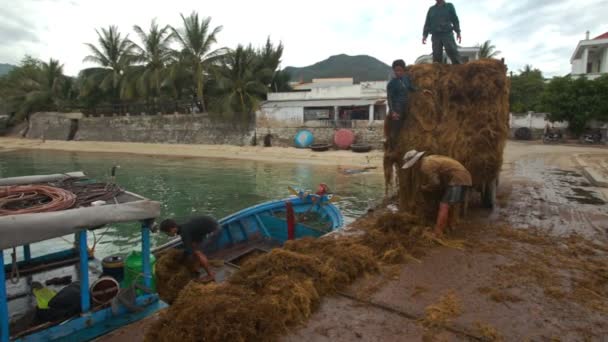Gli uomini vietnamiti scaricano le alghe — Video Stock