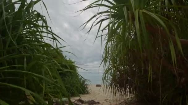 Caméra se déplace à travers le fourré de palmiers — Video