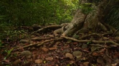 Kalın tropikal Park yolundaki