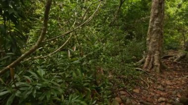 Kalın tropikal Park yolundaki
