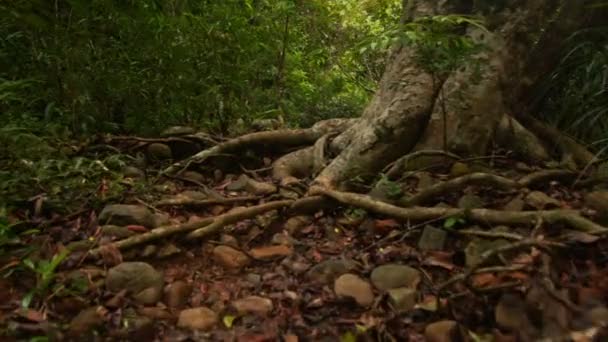 Camino en el Parque Tropical Grueso — Vídeo de stock