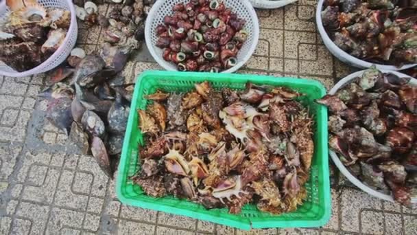 Closeup Shellfishes in Bowls — Stock Video